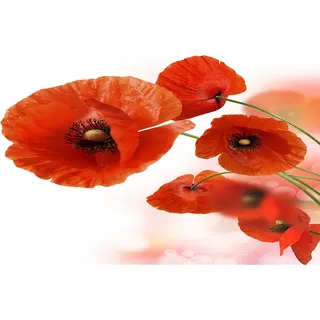 Tulup® Küchenrückwand Spritzschutz aus Glas -125x50 -Spritzschutz auf gehärtetes Glas Deko Blumen & Pflanzen Mohnblumen - Rot