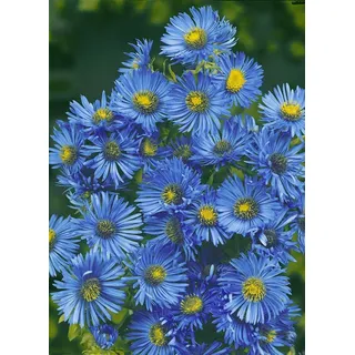 Aster novae-angliae 'Barr's Blue', Herbstaster, blau, ca. 11x11 cm Topf