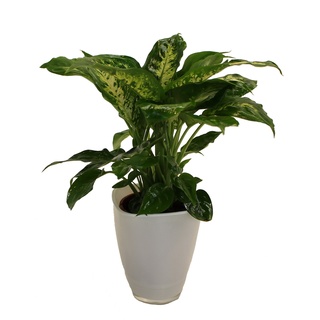 Dieffenbachia mit Dekotopf, weiß, Zimmerpflanzen