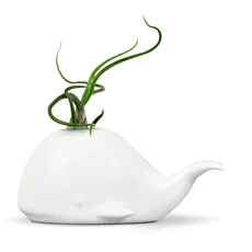 Fred Genuine Fancy Ceramic Mini Air Plant Sukkulent Holder Regular Wal