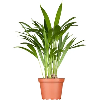 GROW by OBI Goldfruchtpalme Höhe 60-80 cm Topf Ø 17 cm Areca Dypsis Lutescens