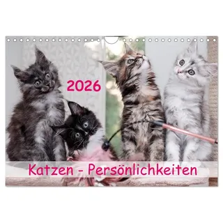 Katzen Persönlichkeiten 2026 (Wandkalender 2026 DIN A4 quer), CALVENDO Monatskalender: Schöne Katzenbilder (CALVENDO Tiere)