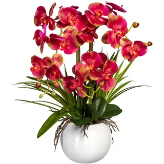 Creativ green "Phalaenopsis", im Keramiktopf, creme, pink),