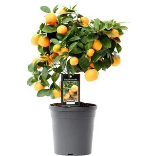 Orangenbaum - Calamondinorange - Citrus Calamondin - Zimmerpflanze - Ø15cm - ?40cm
