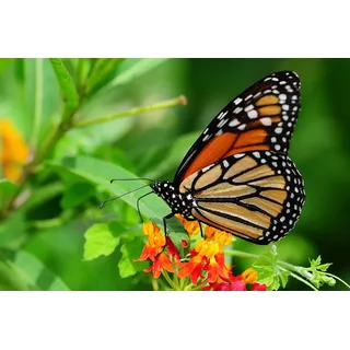 Papermoon "Schmetterling"