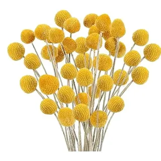 Minnhua 30pcs Trockenblumen Craspedia Getrocknete Blumen Deko Echte Blumen Natürliche Trockenblumen Gelb Kunstblumen für Hochzeit Party Tischdeko Fotografie Requisiten Dekoration 43cm