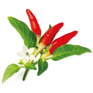 Click & Grow Click and Grow Smart Garden Refill 3-pack - Red Hot Chili Pepper