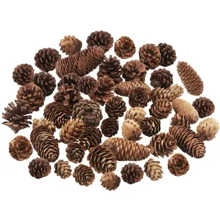 Jangostor 40 Stück Weihnachten Tannenzapfen, Kiefernzapfen Dekoration Multi Size Natürliche , Natur für Weihnachtsbaum Vasenfüllung DIY Handwerk