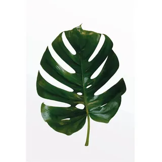 KOMAR Monstera Leaf - Größe: 50 x 70 cm, Wandbild, Poster, Kunstdruck (ohne Rahmen), PURE Boutique