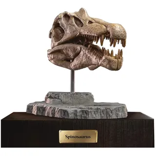 STAR ACE Toys Wonders of The Wild Serie, 30 cm Spinosaurus-Kopf, Totenkopf-Statue