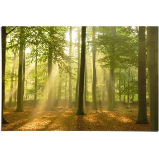 Poster REINDERS "Erleuchteter Wald", grün (farbe bild(er): grün), B:91,5cm H:61cm, Papier, Bilder, Poster