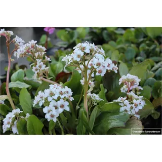 6 x Bergenia hybr. 'Bressingham White' - Cobbler Pflanze im 9x9cm Topf