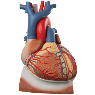 3B Scientific Menschliche Anatomie - Herz auf Zwerchfell, 3-fache Größe, 10-teilig, VD251