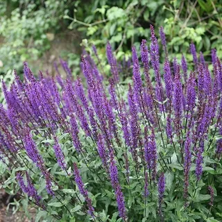6 x Salbei - Salvia nemorosa 'Caradonna' | Topf 9cm x 9cm