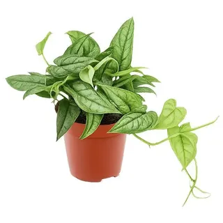 Monstera Siltepecana 20-30 cm - Pflegeleichte Zimmerpflanze im 12 cm Topf | Schnellwachsend & Luftreinigend
