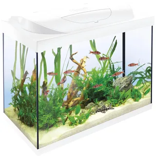 Tetra Starter Line 80 L Aquarium Weiß, Komplett-Set - inkl. Tag- & Nachtlicht LED-Beleuchtung, Innenfilter, Heizer, Fischfutter und Wasseraufbereiter