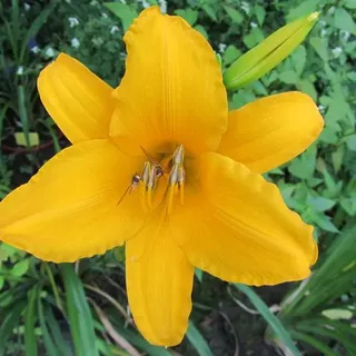 6 x Garten-Taglilie Aten - Hemerocallis 'Aten' - Topf 9cm x 9cm