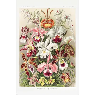 Ernst Haeckel Venusblumen/Orchideae Poster | Vintage Plakat Kunst bunt| aus: Kunstformen der Natur - Tafel 74 | 61cm x 91,5cm