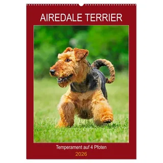 Airedale Terrier - Temperament auf 4 Pfoten (Wandkalender 2026 DIN A2 hoch), CALVENDO Monatskalender: Die größte der Terrierrassen in 12 bezaubernden Bildern (CALVENDO Tiere)