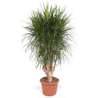 Drachenbaum Dracaena Marginata 190cm XXL Zimmerpflanze groß Pflegeleicht