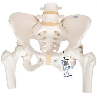 3B Scientific® Weibliches Beckenskelett – Lebensgroßes Becken mit Kreuzbein, Steißbein, beweglicher Symphyse & Oberschenkelstümpfen + Smart Anatomy App (5 Jahre Garantie)