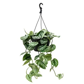 Gefleckte Efeutute - Scindapsus pictus 'Trebie' Ampel ca. 40 cm - Grünpflanze - Grün