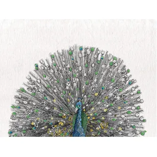 colnk Maxwell & Williams Marini Ferlazzo Birds Bedrucktes Geschirrtuch mit Gang Gang Cockatoo Design, 100% Baumwolle, Schwarz/Weiß, 50 x 70 cm, Waschmaschinenfähig