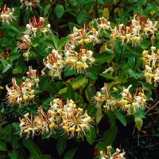 2er-Set - Lonicera Henryi - Geißblatt - Orange, Rot - Kletterpflanzen - Gartenpflanzen - Winterhart - Immergrün - 50-70 cm Hoch - Topf 15 cm