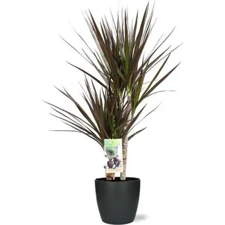 Dracaena Magenta – Drachenbaum – Zimmerpflanze – Ø17 cm – 80 cm hoch – inkl. Brüssel Topf Anthrazit Ø18x17 cm – pflegeleicht, dekorativ