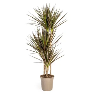 Dracaena Marginata Magenta 21cm Topf - Höhe 110-130cm - Grün