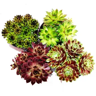 EXOTENHERZ Hauswurz - Set aus 4 verschiedenen Sempervivum-Sorten
