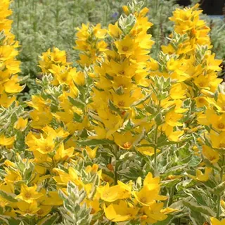 6 x Garten-Gilbweiderich Alexander - Lysimachia punctata 'Alexander' - Topf 9cm x 9cm