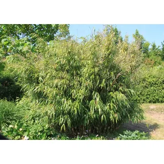 Fargesia robusta Wolong C1 - 1 Liter- Bambus