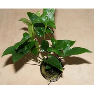 3 Töpfe Anubia gracilis, zierliches Speerblatt