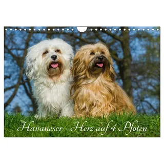 Calvendo Havaneser - Herz auf 4 Pfoten (Wandkalender 2026 DIN A4 quer), CALVENDO Monatskalender: Lassen Sie sich verzaubern von dieser entzückenden Kleinhunderasse (CALVENDO Tiere)