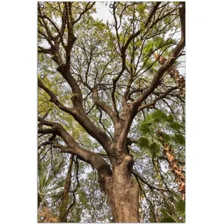 Wallario Outdoor-Poster für Garten oder Balkon, Motiv Weit verzweigter Baum mit Palmen - Ansicht aus der Froschperspektive, in ca. 100 x 150 cm - Gelb