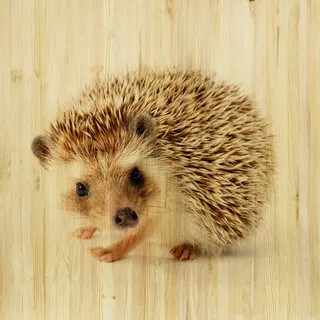 Babywanddeko , Multicolor , Holz , Birke , 30x30x3 cm , Babymöbel & Kindermöbel, Babyzimmer, Kinderzimmer Deko