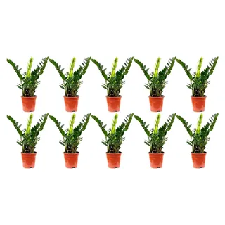 10er-Set Glücksfeder - echte Zimmerpflanze, Zamioculcas zamiifolia 3+ - Höhe ca. 55 cm, Topf-Ø 17 cm