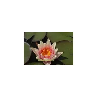 2 SEEROSEN der Sorte Sioux, orange Blüten, Teich