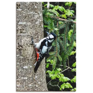 Artland Wandbild »Buntspecht im Wald«, Vögel, (1 St.), als Leinwandbild, Poster in verschied. Größen, beige