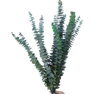 WANYI 10 Stück Eukalyptus Getrocknet Natürlich Trockenblumen Eukalyptus Deko 40CM-50CM Trockenblumenstrauß Eukalyptus Pflanze für Hochzeit Heimdekoration Tischdeko Blumenarrangements (Grün)