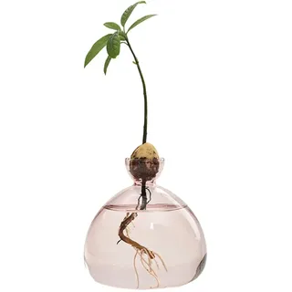 Aufzucht-Glas für Avocados und Kastanien, Glas Avocado Baum Blumenvasen Anbauvasen, Glass Blumenvase Avocado Vasen Hydroponic Glasvase für Deko Wohnzimmer Tischdeko Esstisch, Keimglas (Rosa)