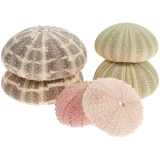 Homoyoyo 6 Stück Seeigelschalen Dekor Selbstgemacht Luftpflanzentöpfe aus Robustem Muschelmaterial Glatte Kanten Aquarium und Wohnraumdeko Zufällige Farbe Zufällige Farbe