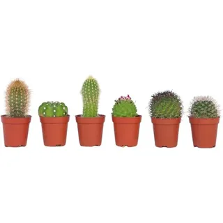 Mini Kakteen - 6 Stk - Cactus - Höhe 5-10cm - 6cm - Grün