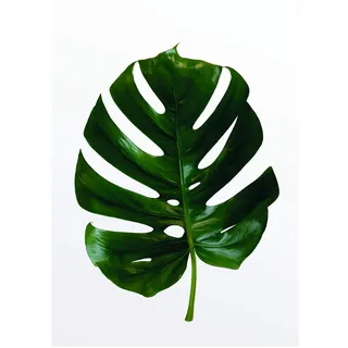 KOMAR Wandbild Monstera Leaf 30 x 40 cm