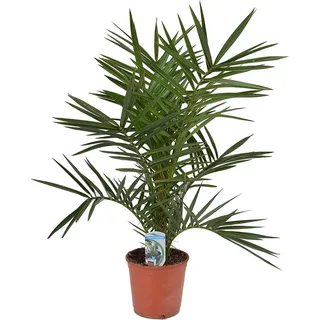 Phoenix Canariensis 60-80 cm Kanarische Dattelpalme Winterhart, Topf, Mediterrane Pflanze für Garten und Terrasse