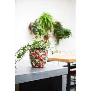 Ivyline Blumentopf Monza Tropischer Papagei für den Innenbereich, H 15,5 cm, T 15,5 cm, Rot/Creme, Einheitsgröße