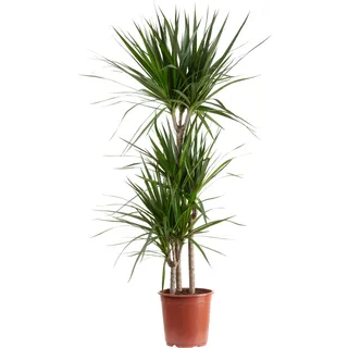 Gerandeter Drachenbaum 3-Stamm - pflegeleichte Zimmerpflanze, Dracaena marginata - Höhe ca. 120 cm, Topf-Ø 21 cm