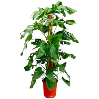 Fensterblatt – Monstera Pertusum – Zimmerpflanze – 120cm – Ø24cm – Tropische Grünpflanze mit großen Blättern für Wohnzimmer und Büro
